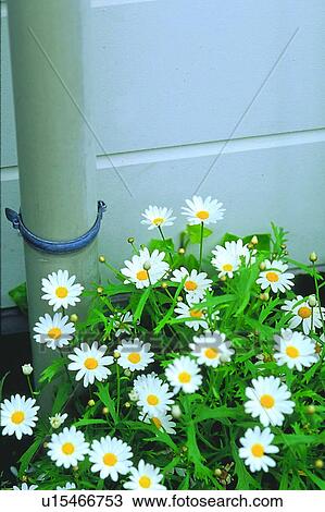 plant, daisy, blossom, white, flower, wall View Large Photo Image Stock Image - plant, daisy, blossom, white, flower, wall. Fotosearch