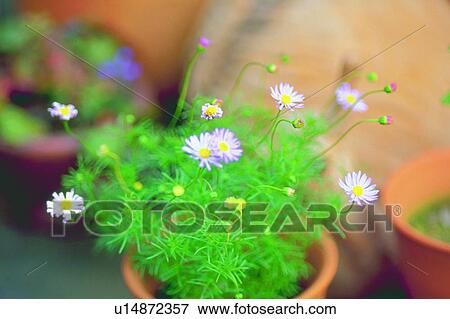 plant, daisy, blossom, white, flower, pot View Large Photo Image Stock Photo - plant, daisy, blossom, white, flower, pot. Fotosearch
