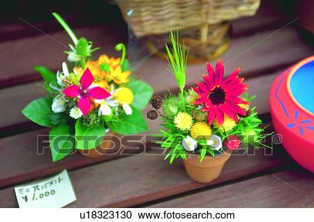 Stock Image - plant, flower, blossom, arrangement, pot. Fotosearch