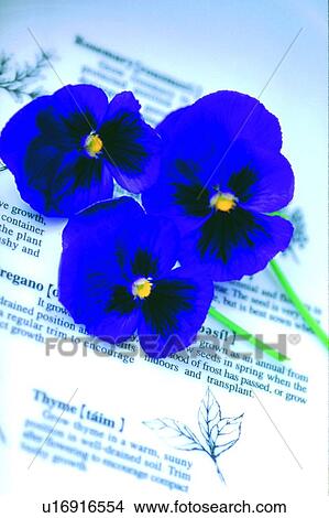 Picture - plant, flower, blossom, blue, pansy, herb. Fotosearch