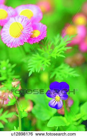 Stock Photograph - plant, flower, blossom, daisy, English, viola. Fotosearch