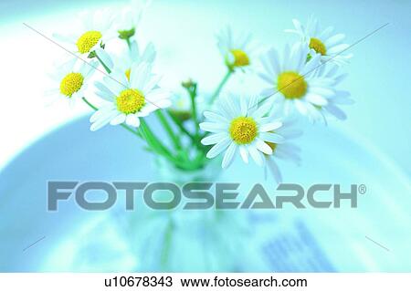 Stock Image - plant, flower, blossom, daisy, white, chrysanthemum. Fotosearch
