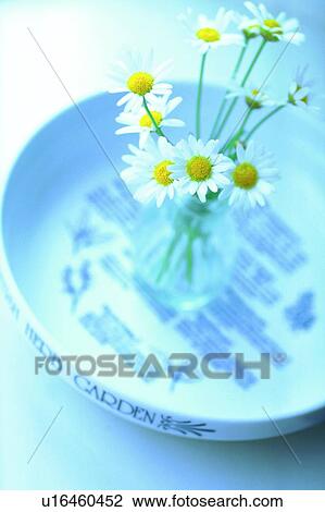 plant, flower, blossom, daisy, white, chrysanthemum View Large Photo Image Stock Image - plant, flower, blossom, daisy, white, chrysanthemum. Fotosearch