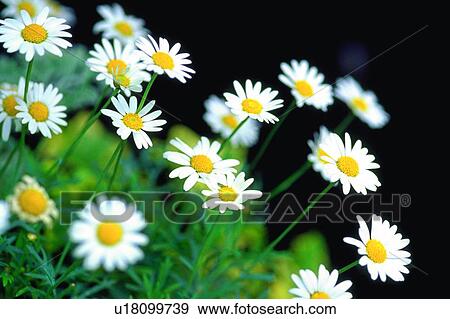 plant, flower, blossom, daisy, white, chrysanthemum View Large Photo Image Stock Photo - plant, flower, blossom, daisy, white, chrysanthemum. Fotosearch