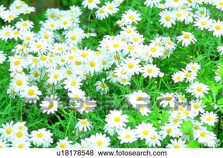 plant, flower, blossom, daisy, white, chrysanthemum View Large Photo Image Stock Photo - plant, flower, blossom, daisy, white, chrysanthemum. Fotosearch