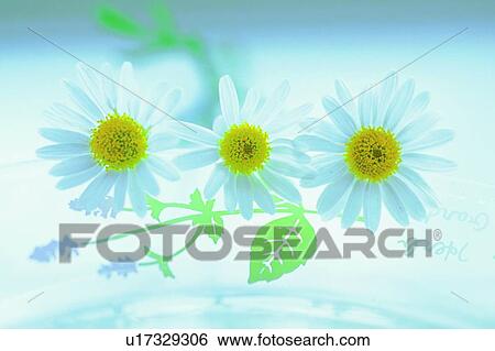 plant, flower, blossom, daisy, white, chrysanthemum View Large Photo Image Stock Photograph - plant, flower, blossom, daisy, white, chrysanthemum. Fotosearch