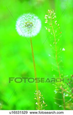 plant, flower, blossom, dandelion, white, weed View Large Photo Image Stock Photo - plant, flower, blossom, dandelion, white, weed. Fotosearch