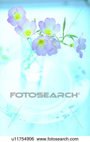plant, flower, blossom, lavendar, purple, glass View Large Photo Image Stock Photograph - plant, flower, blossom, lavendar, purple, glass. Fotosearch