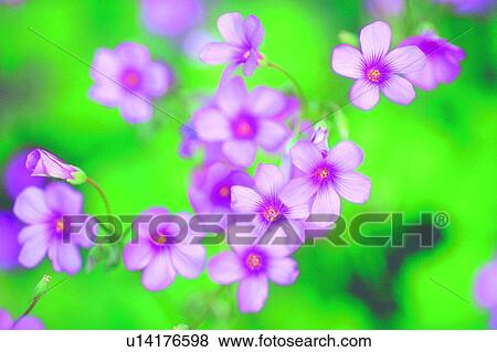 Stock Photo - plant, flower, blossom, lavender. Fotosearch