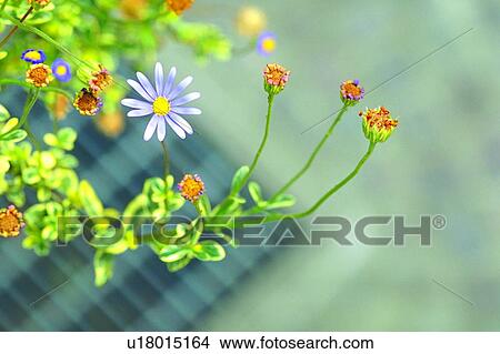 plant, flower, blossom, lavender, vinca View Large Photo Image Picture - plant, flower, blossom, lavender, vinca. Fotosearch