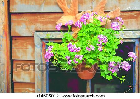 Stock Image - plant, flower, blossom, pink, geranium, pot. Fotosearch