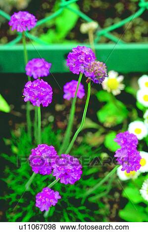plant, flower, blossom, pink, head View Large Photo Image Stock Photo - plant, flower, blossom, pink, head. Fotosearch
