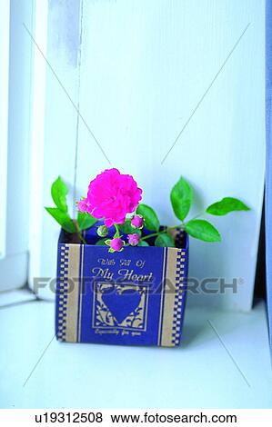plant, flower, blossom, pink, planter View Large Photo Image Stock Photo - plant, flower, blossom, pink, planter. Fotosearch