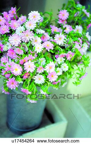 Picture - plant, flower, blossom, pink, pot, chrysanthemum. Fotosearch