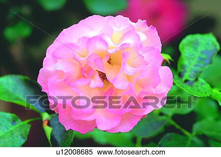 plant, flower, blossom, pink, rose View Large Photo Image Stock Photography - plant, flower, blossom, pink, rose. Fotosearch