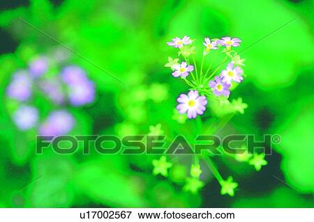 Stock Photo - plant, flower, blossom, pink, white. Fotosearch