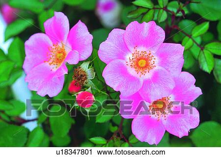 plant, flower, blossom, pink, wild rose View Large Photo Image Stock Image - plant, flower, blossom, pink, wild rose. Fotosearch