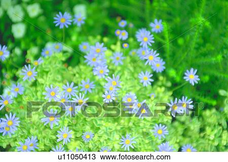 plant, flower, blossom, purple, aster View Large Photo Image Stock Image - plant, flower, blossom, purple, aster. Fotosearch