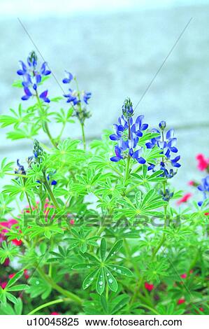 plant, flower, blossom, purple, lupine View Large Photo Image Stock Photography - plant, flower, blossom, purple, lupine. Fotosearch
