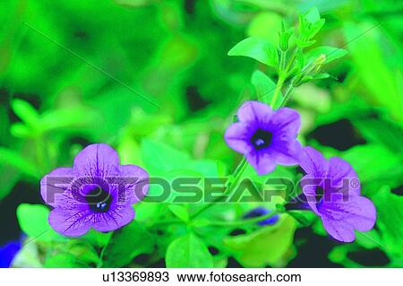 Stock Image - plant, flower, blossom, purple, petunia. Fotosearch