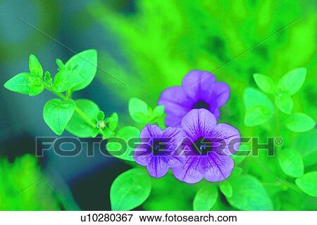 plant, flower, blossom, purple, petunia View Large Photo Image Stock Photo - plant, flower, blossom, purple, petunia. Fotosearch