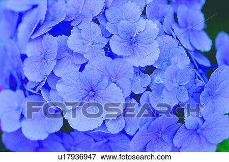 plant, flower, blossom, purple, hydrangea View Large Photo Image Stock Photo - plant, flower, blossom, purple, hydrangea. Fotosearch