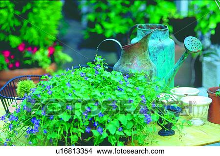 plant, flower, blossom, purple, table, garden View Large Photo Image Picture - plant, flower, blossom, purple, table, garden. Fotosearch