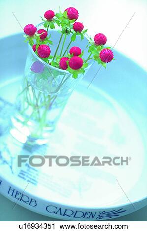 plant, flower, blossom, red, globe, glass View Large Photo Image Stock Image - plant, flower, blossom, red, globe, glass. Fotosearch