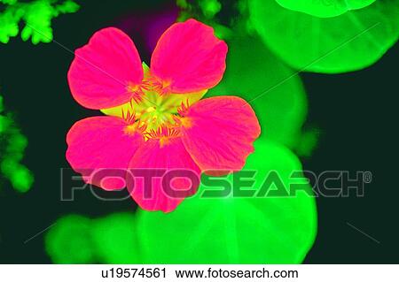Stock Image - plant, flower, blossom, red, nasturtium. Fotosearch