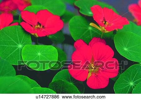 Stock Photograph - plant, flower, blossom, red, nasturtium. Fotosearch