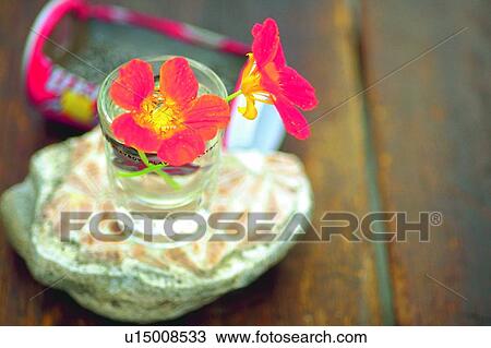 Stock Image - plant, flower, blossom, red, nasturtium, glass. Fotosearch