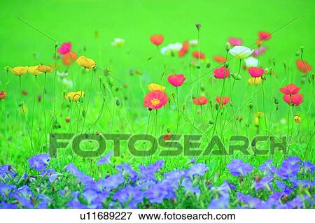 plant, flower, blossom, red, yellow, white View Large Photo Image Stock Photo - plant, flower, blossom, red, yellow, white. Fotosearch