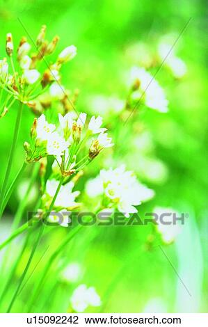 plant, flower, blossom, white View Large Photo Image Stock Image - plant, flower, blossom, white. Fotosearch