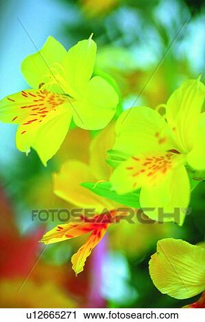 Stock Image - plant, flower, blossom, yellow. Fotosearch