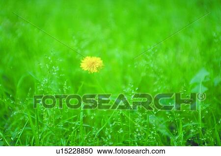 plant, flower, blossom, yellow, weed View Large Photo Image Stock Image - plant, flower, blossom, yellow, weed. Fotosearch