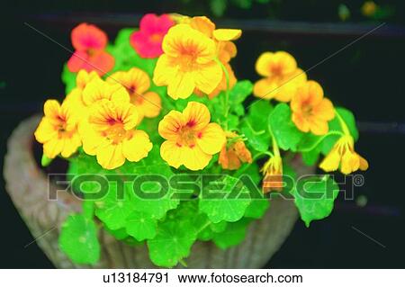 plant, nasturtium, flower, yellow, blossom, pot View Large Photo Image Stock Image - plant, nasturtium, flower, yellow, blossom, pot. Fotosearch
