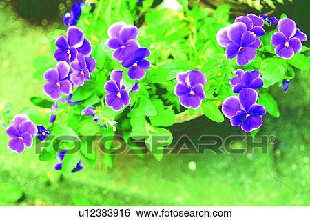 plant, pansies, blossom, flower, purple View Large Photo Image Stock Photograph - plant, pansies, blossom, flower, purple. Fotosearch