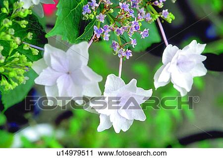 plant, white, blossom, flower View Large Photo Image Stock Image - plant, white, blossom, flower. Fotosearch