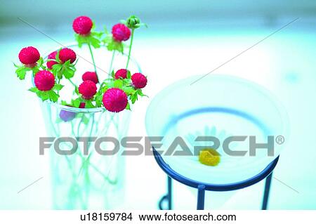 Picture - plant, white, blossom, vase, flower, red. Fotosearch