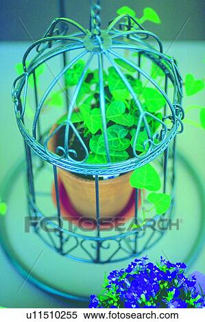 Stock Photography - pot, green, ivy, birdcage, leaf. Fotosearch