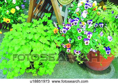 Stock Image - pot, pansy, purple, plant, blossom, flower. Fotosearch