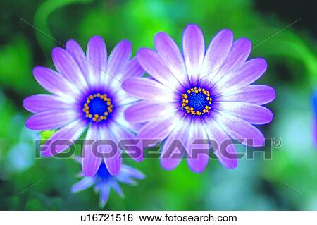 purple, flower, daisy, blossom, plant View Large Photo Image Stock Photograph - purple, flower, daisy, blossom, plant. Fotosearch