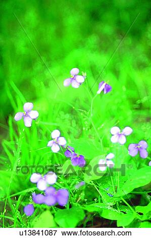 purple, wildflower, blossom, plant, flower, weed View Large Photo Image Stock Photo - purple, wildflower, blossom, plant, flower, weed. Fotosearch