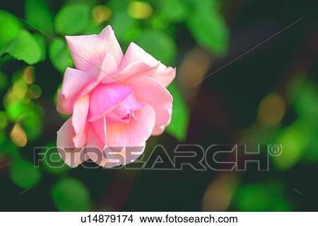 Picture - rose, flower, pink, plant, blossom. Fotosearch