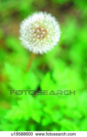 weed, flower, seed, white View Large Photo Image Stock Image - weed, flower, seed, white. Fotosearch