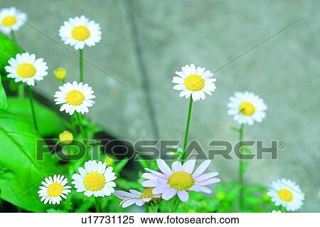 Stock Photography - white, blossom, wall, daisy, flower, plant. Fotosearch