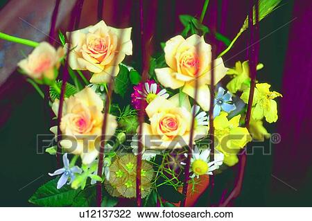 yellow, flower, plant, cage, rose, blossom View Large Photo Image Stock Image - yellow, flower, plant, cage, rose, blossom. Fotosearch