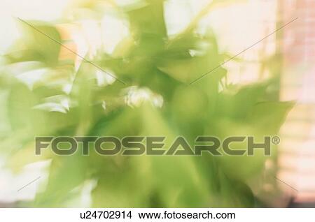 Picture - Abstracted Plant. Fotosearch