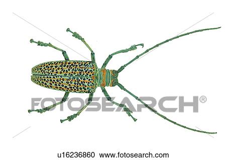 Stock Image - Antennae, Close-Up, Brown, Beetle, Animal Limb. Fotosearch