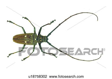 Stock Image - Antennae, Close-Up, Brown, Beetle, Animal Limb. Fotosearch